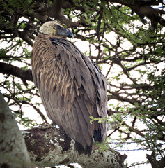Vulture In A Tree