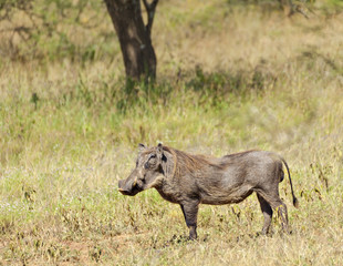 Warthog