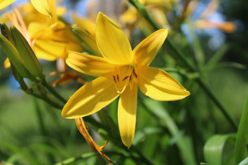 Fototapeta na wymiar Yellow Flower in the Spring