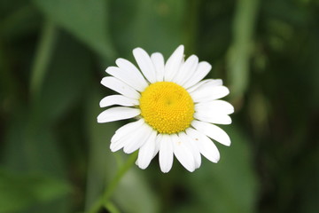 Close-up of White and Yellow Flower with Green Background