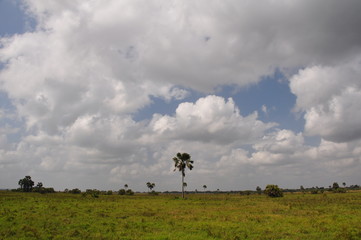 Obraz na płótnie Canvas The African landscape. Mozambique