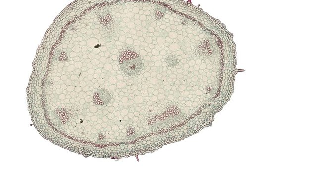 cross section cut of gerania under the microscope