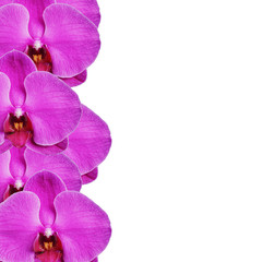 Closeup of Blooming beautiful pink orchids isolated on white background.