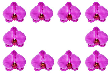 Fototapeta na wymiar Closeup of Blooming beautiful pink orchids isolated on white background.
