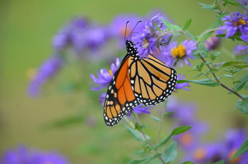 Monarch Beauty on Purpie Asters