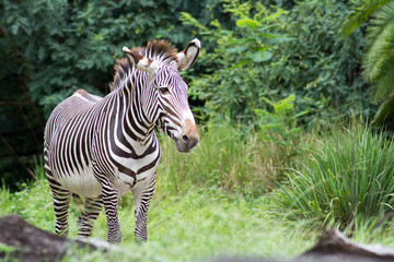 Zebra
