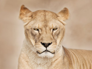 Fototapeta na wymiar Mighty lioness