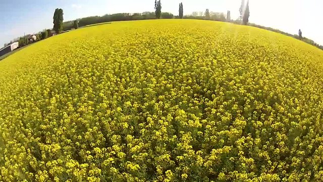 Drone ripresa aerea campi coltivati scolza gialla