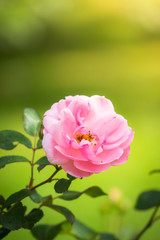 Obraz premium Roses in the garden