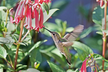 Annas Hummingbird feeding on Pink Cape fuchsia flowers