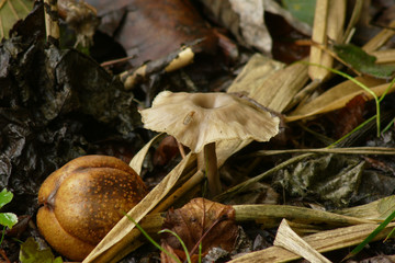 クサウラベニタケ