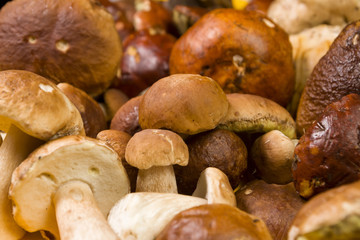 Freshly harvested Boletus mushrooms background. Edible mushrooms. Selective focus