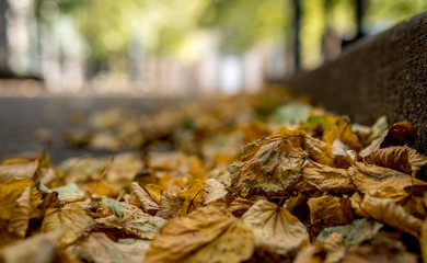 Yellow Fall Leaves