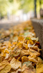 Fallen yellow leaves