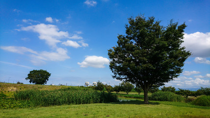 Fototapeta premium 青空と木と池