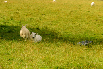 Sheeps grazing in a meadow