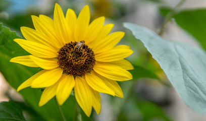 Sunflower with bee left of center