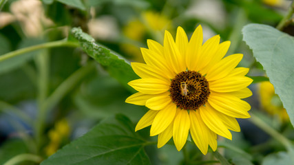 Sunflower with bee