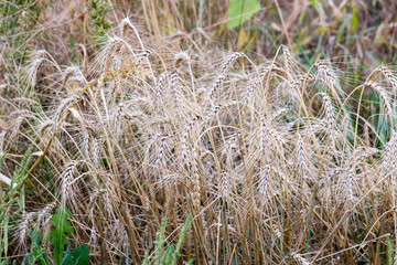 Colorado Native Grasses