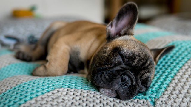 French Bulldog sleeping pillow body