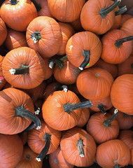 Pumpkin in pile