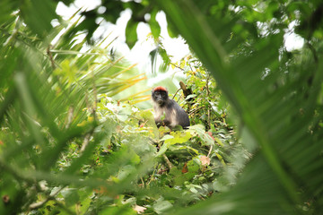 Red Colobus - Bigodi Wetlands - Uganda, Africa