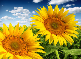 Fototapeta premium Beautiful sunflowers