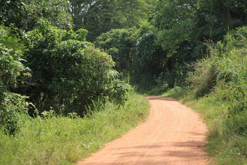 Fototapeta na wymiar Trail - Bigodi Swamps - Uganda
