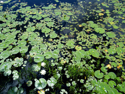 Pond with Lily Pads and Turtle