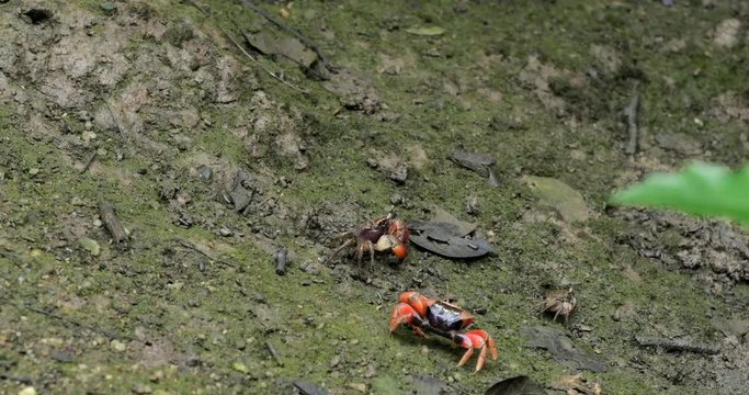 Fiddler Crab in wetland