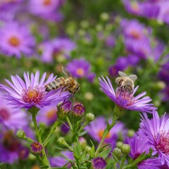 Honeybees in purple asters