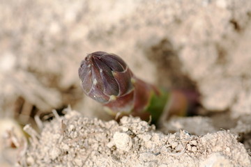 北海道美瑛のアスパラガス