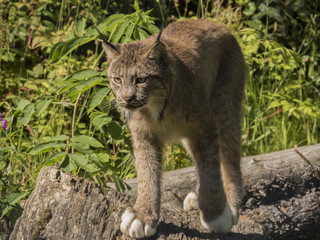 Lovely Lynx - Alaska