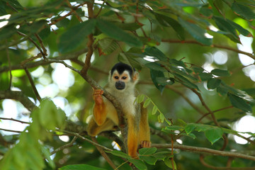 Close-up of a Common Squirrel Monkey Saimiri sciureus 