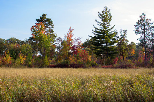 Autumn colors of trees and grasses in Necedah National Wildlife Refuge in Wisconsin