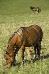 The pregnant horse and foal graze on the green pasture under the supervision of the leader of the herd.