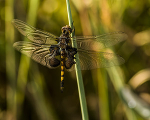 Black Saddlebags Dragonfly