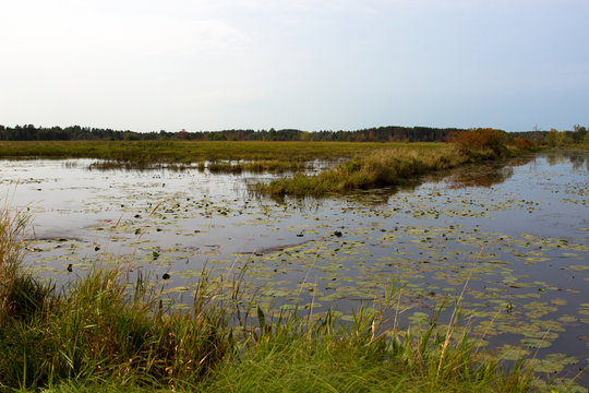 Water Lilies grow in a marshy pond in Necedah National Wildlife Refuge in Wisconsin