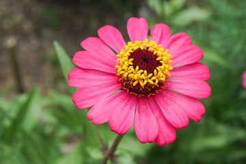 Fototapeta premium pink zinnia elegans flower in nature garden