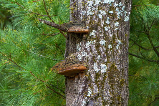 Shelf Fungus grows on a tree in Necedah National Wildlife Refuge in Wisconsin