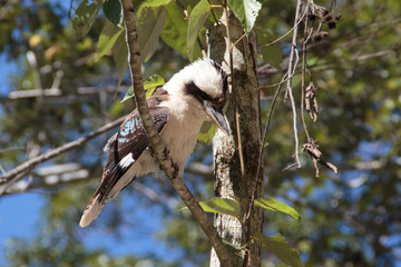 kookaburra