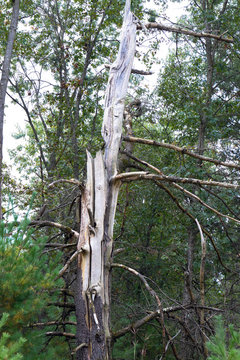 Snag dead tree provides habitat for woodpeckers in Necedah National Wildlife Refuge in Wisconsin