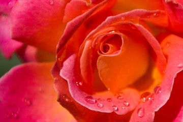 Pink Red Rose with morning dew drops on its petals