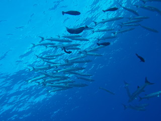 Obraz premium School of barracudas in Sabah, Malaysia