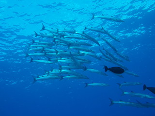 Obraz premium School of barracudas in Sabah, Malaysia