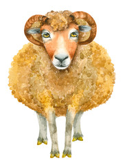 Watercolor Sheep print