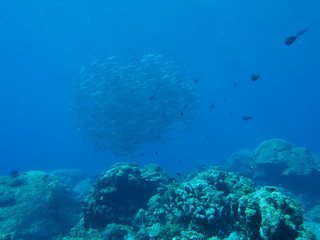 School of fish in Sabah, Malaysia