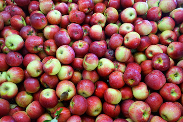 Fresh picked apples background in the harvest season