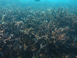 Naklejka na ściany i meble Coral reef area at Sabah, Malaysia