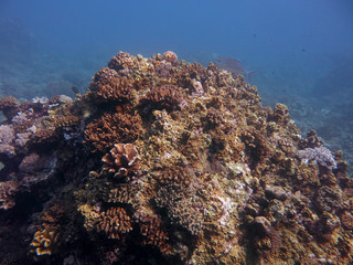 Fototapeta na wymiar Coral reef area at Sabah, Malaysia
